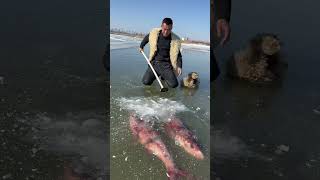 Este chico encontró peces congelados en el hielo 😰 [upl. by Asirralc728]