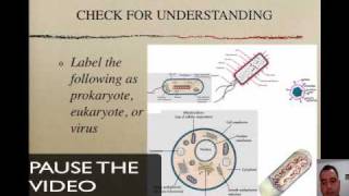 Prokaryotes Eukaryotes and Viruses [upl. by Aisha763]