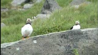 Papagaaiduikers puffins Lundevogel on island Runde Noorwegen [upl. by Reider]