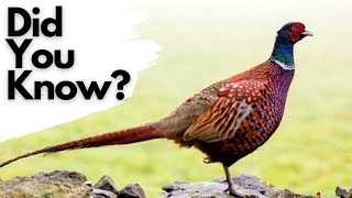 Things you should know about PHEASANTS [upl. by Georg]