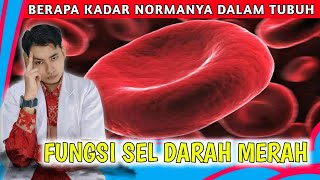 Fungsi Sel Darah Merah dan Berapa Kadar Normalnya Dalam Tubuh  dr Andi [upl. by Hocker]