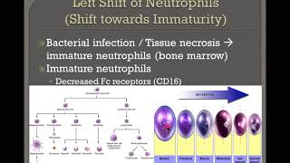 Left Shift of Neutrophils [upl. by Adnilemreh]