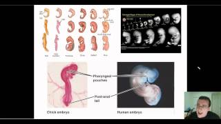 Evidence of Evolution Part 4 Embryology [upl. by Armington606]