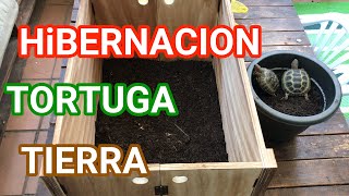 ❤️HIBERNACIÓN ❄️DE LAS TORTUGAS de tierra consejos 🐢 [upl. by Zalea542]