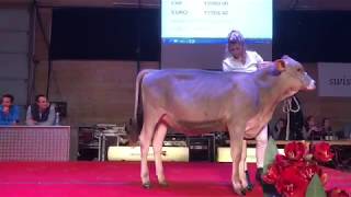 Jolahof Superstar DaisyET an der Swissgenetics Top Sale [upl. by Jilly]