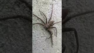 Giant huntsman spider everyone highlights spider huntsmanspider [upl. by Iznil783]