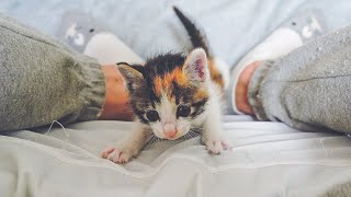 Rescued Kitten Diaries One Month🐾 Daily Cuteness Ep5 [upl. by Quintana469]