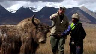 Madventures II  Tibet  Yak bloopers [upl. by Aniuqahs]