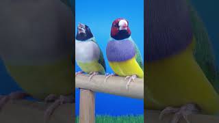 Lady Gouldian Finch Pair birds finchs birdslover OliPets [upl. by Eedyaj]