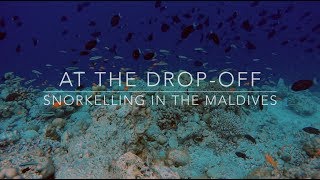 Snorkelling in the Maldives  At the Drop Off [upl. by Tarsus]