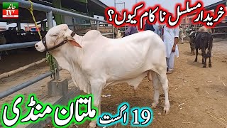 Multan Cow Mandi Fresh Latest Update Qurbani 2025  Gulabi Suraj Mukhi Nukre Bachre  Cow Mandi 2024 [upl. by Dachi]