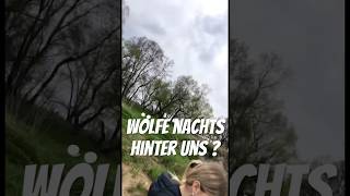 Wölfe nachts hinter uns wolf natur outdoor [upl. by Ettenrahc]