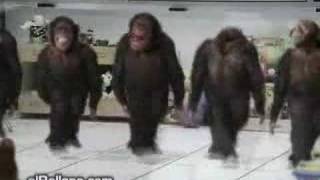 Monkey Dancing Dabkeh Funny [upl. by Novad]