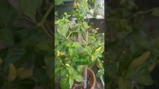 Growing chillies on the terrace chillies terracegarden vegetables kerala growingvegetables [upl. by Grimaud2]