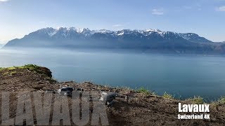 The Lavaux Vineyard Terraces in 4K  UNESCO World Heritage Switzerland  DJI Mavic Pro [upl. by Sirk]