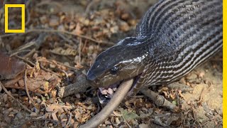 Une seule dose du venin du mamba noir suffit à tuer 40 Hommes [upl. by Bowyer]