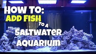 How To Add Fish To A Saltwater Aquarium [upl. by Dahsra83]