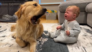 Golden Retriever Pup Makes Baby Cry But Says Sorry Cutest Ever [upl. by Georges]