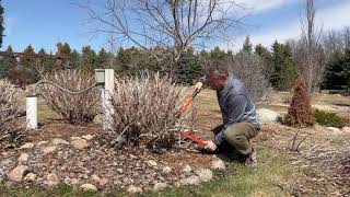 Spring rejuvenation pruning on Summer Wine Ninebark shrubs [upl. by Eciralc]