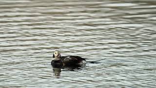 Longtailed Duck  Thornton Reservoir  13 Novemeber 2024 [upl. by Yroj]