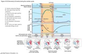 The Cardiac Cycle Demystified [upl. by Mllly444]