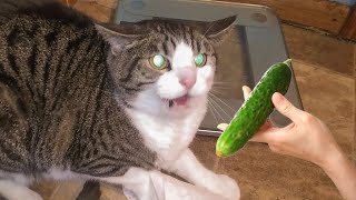 Cats VS Cucumbers Compilation  Cats Scared of Cucumbers  PETASTIC 🐾 [upl. by Schifra]