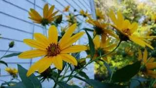 SunchokesJerusalem Artichokes And Maximilian Sunflower Blooms [upl. by Catherine718]