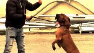 MORSURE DE CHIEN  ATTAQUE DE CHIEN  CHIEN AGRESSIF [upl. by Keynes488]