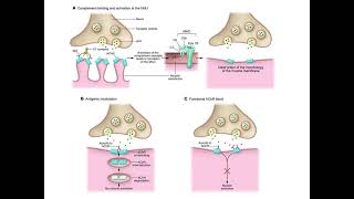 Autoimmunity AutoImmune Diseases Immunology [upl. by Atilem]