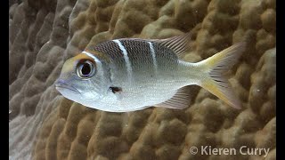 Bigeye Seabream  Monotaxis grandoculis [upl. by Ycul]