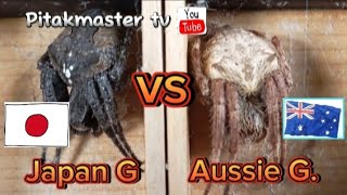 Aussie G vs japan g spider fighting Eriophora Transmarina vs Araneus Ventricosus [upl. by Allegra488]