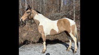 Missouri Foxtrotter Gaited Trail Horse For Sale [upl. by Aeret]