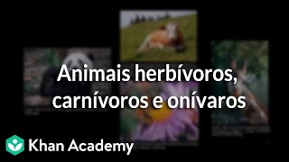 Animais herbívoros carnívoros e onívaros [upl. by Oznecniv]