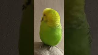 Birds make great pets Adorable Parrots Relaxing in Cozy Homes 🦜💚 [upl. by Assiron]