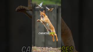 Serval vs Caracal Wild Cat FaceOff [upl. by Dorene667]