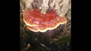 Wild Reishi Mushrooms Gymnopilus and Poison Ivy [upl. by Sigismond754]