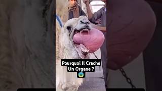 Pourquoi Les Chameaux Crachent Leurs Organes  😨 shorts [upl. by Arraek]