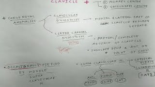 Clavicle Bone 3 Clinicals  TCML [upl. by Aborn]