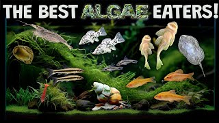 The Best Algae Eaters For Your Aquarium Fish Tank The Good The Bad and The Useless [upl. by Esteban]