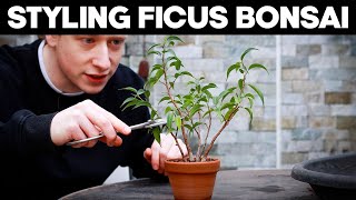 Ficus Bonsai Trees  Styling Techniques🌱 [upl. by Michal857]