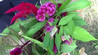 Beginners Guide To Harvesting Celosia Flowers [upl. by Nager388]