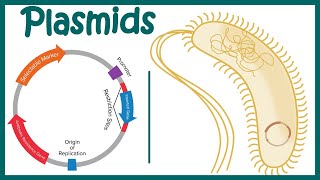 Plasmids  Cloning vectors Plasmids  Why do we use plasmids in RDT  features of a plasmid [upl. by Krystin]