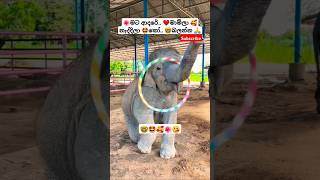 Lande ළදේ Roshan Fernando ytshorts short trending Song Tiktok shortvideo Viral Elephant 🥰🤩 [upl. by Wassyngton757]