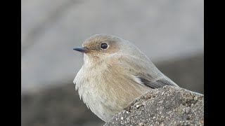 Black redstart [upl. by Roarke277]