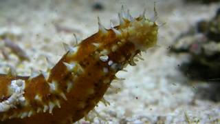 Tiger Tail Sea Cucumber  Holothuria sp [upl. by Mulloy]