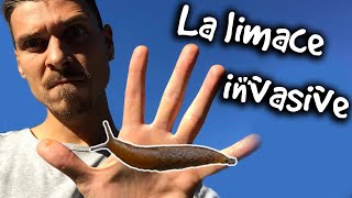 LA LIMACE INVASIVE  ANIMAUXMDE [upl. by Ahseena]