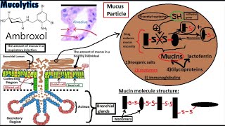 PHARMACOLOGY of EXPECTORANTS Secretion Enhancers and Mucolytics [upl. by Cynthla714]