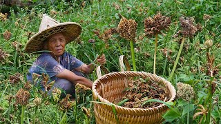 Picking wild chestnuts to make rural delicacies鴨腳粟是雜草還是美味？ 有人嫌它粒少難吃，有人愛它當主食 ｜美食 ｜玉林阿婆 [upl. by Adelric260]