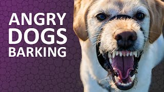 ANGRY DOGS BARKING sound effect HD [upl. by Petronella753]