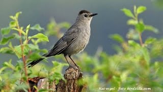 Zeldzame vogels en exoten met geluiden van Roché en wwwoiseauxnet [upl. by Lawrence]